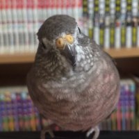sakura (@sakuraatobe) 's Twitter Profile