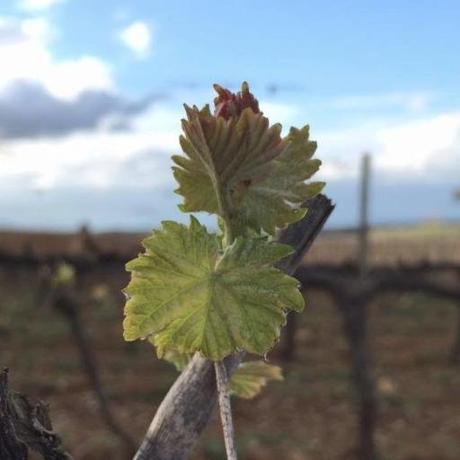 Winemaker & Grapegrower in Borba, Alentejo, Portugal. Following my family steps.
#winelover