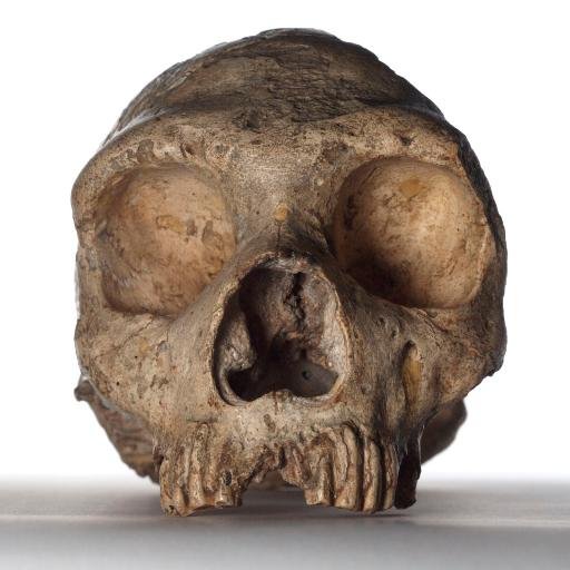 NHM_Anthro Profile Picture