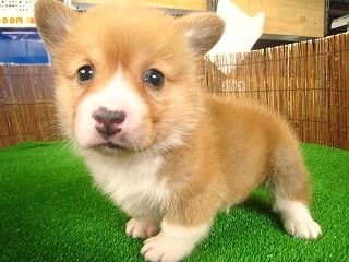 コーギー可愛い Vv8ihcvk5f7cu01 Twitter コーギー可愛い Vv8ihcvk5f7cu01 Twitter