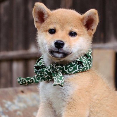 「犬」と入ったことわざは、実際の犬の行動が元となっています。犬の本質を知る事で、あなたの愛犬の問題行動を止めることが可能になります。詳しいしつけ方法を知りたい方は↓コチラのサイトをご覧下さい