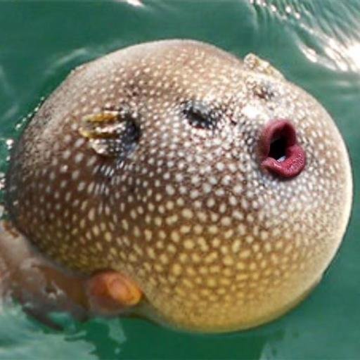 FISHteeFACE's profile picture. Hi I am Michael and my passion is for online marketing. I love the Social Media tools out there today and they keep me in the game feel free to contact me