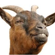 The G.O.A.T. of Goats
