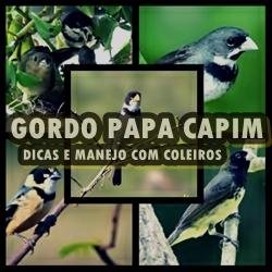 Gordo papa capim - Muitos criadores me perguntam como saber se um