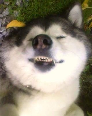shadyhoof1's profile picture. fun loving puddle diving  outdoor life loving alaskan malamute enjoying life