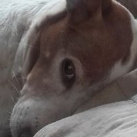 Ruben Jaspe (@jaspe23) 's Twitter Profile Photo Ruben Jaspe (@jaspe23) 's Twitter Profile Photo