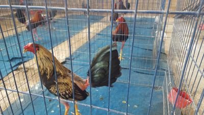 Rafaelmoron4's profile picture. 