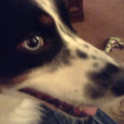 Brucoseles's profile picture. 