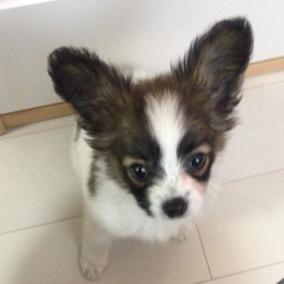 ruri7188's profile picture. ♪ライブ大好き★オシャレ大好き☆ ワンコLOVE♡AvlilLavigne 宇多田ヒカル ONE OK ROCK MAN WITH A MISSION GO!GO!7188 大好き!!!
