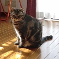 岡島昭浩 (@okjma) 's Twitter Profile