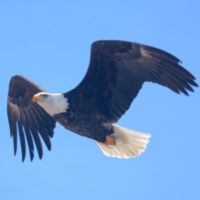 TomUnde34149961's profile picture. Show True Bravery, Total honesty, Strong integrity, Always defend & Completely defeat Evil! Nepotistic Narcissism not tolerated & will be combated!