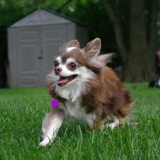 Birchwolf's profile picture. A pet sitter and dog trainer; co-owner of Critter Visits Pet Sitting and Dog Training in south eastern Massachusetts.