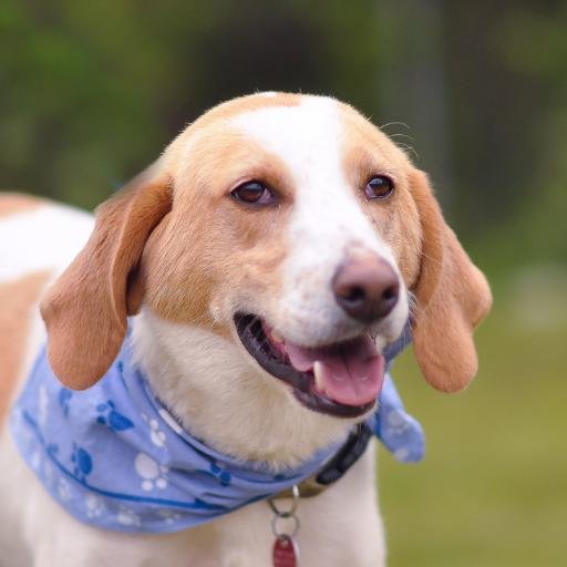 PawsPlaceRescue's profile picture. Paws Place is a no-kill shelter dedicated to the rescue, rehabilitation and adoption of dogs.