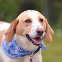 Paws Place Rescue (@pawsplacerescue) 's Twitter Profile