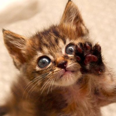 りょう吉（猫モノ作ってますが休業中）のプロフィール写真