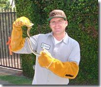 AbolishPests's profile picture. Abolish Pest Control are specialists in Pest Control for Pigeons, Bats, Swallows, Rats, Bees, Sparrows, and all other pests.