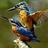 kingfisher