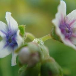 AmeyGurjarpadhy's profile picture. Senior Software Professional working on Oracle Fusion Middleware- ADF, Mobile Application Framework, Webcenter , OAM, Enterprise Search (SES), JAVA, Weblogic