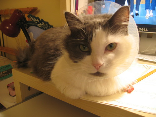 sushidoctor's profile picture. doctor of sushi