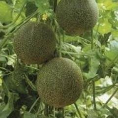 Q8kf0's profile picture. هدفنا توعية المزارع وطرح المواضيع الزراعيه المهمه ومناقشها  من غير مجاملات وبكل موضوعيه