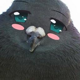 DisoSto's profile picture. 