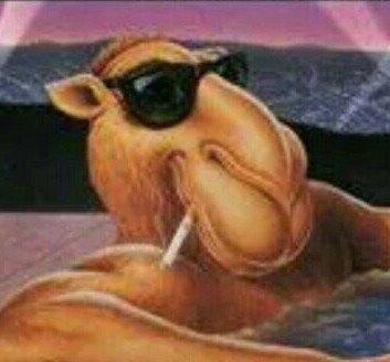 ADromedari's profile picture. 