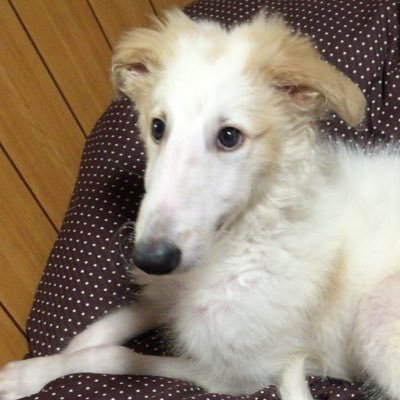 がんぼるぞい Borzoi Ganbor Zoi توییتر がんぼるぞい Borzoi Ganbor Zoi توییتر