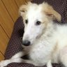 ganbor_zoi's profile picture. 🐕Edgar2016.01.23🐈Kuu2019.05.13⭐️がんばる"GANBARU"＋ボルゾイ"Borzoi"＝がんぼるぞい"Do my best"💪🐶✨🇯🇵 Work👉@sunrise_bousai （消防ホースのバッグや雑貨）