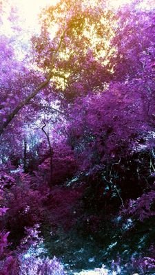 THELASTOFADYINGBREED