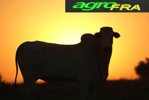 AgroFRA's profile picture. Pecuaria, agricultura