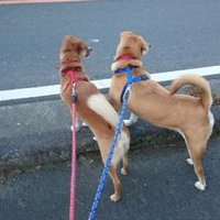 あみこ (@chako_chami) 's Twitter Profile