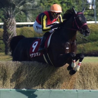 飛越とスピードに自信あり。障害馬サナシオンです。主な勝ち鞍：阪神SJ、東京HJ。2016年12月3日、競走馬引退。現在は馬術競技馬として日々精進。
※非公式：本馬、関係者各位とは無関係です。