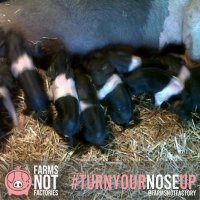 Woodside Farm (@woodside_farm) 's Twitter Profile Photo Woodside Farm (@woodside_farm) 's Twitter Profile Photo