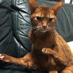 Earl0519's profile picture. ほとんど呟かないアカウント 直感で自己中な理解不能プレイヤ 脊髄反射でいいねします #筋トレ #アイスホッケー #ゴーリー（EBUG） #ずとまよ #ZTMY #ホームトレーニー