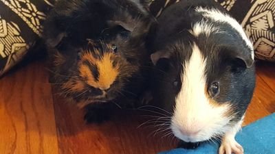 babichl's profile picture. 