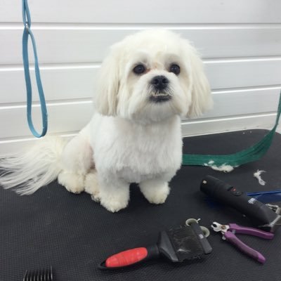 We offer dog grooming as well as doggy day care, dog walking, and more! Opening 1st june 2015!