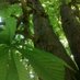 Secret Tree Officer (@arbonsabbatical) Twitter profile photo Secret Tree Officer (@arbonsabbatical) Twitter profile photo