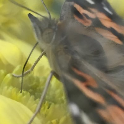 Simpson Primary School's P4 caterpillars named Crunchy 1, Crunchy 2, Crunchy 3, Crunchy 4, Crunchy 5, Crunchy 6, Crunchy 7, Crunchy 8, Crunchy 9 and Crunchy 10.