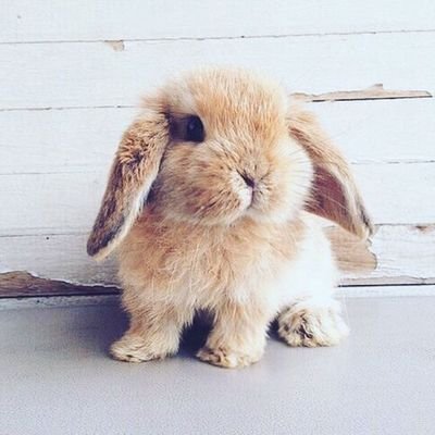 Süße Tierbilder on Twitter: "Trink nicht so viel sonst bist du noch