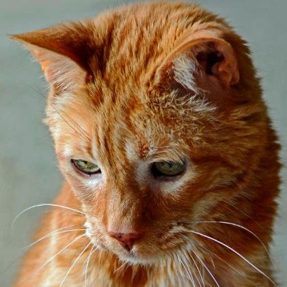 Mogwai's our polydactyl cat (b•Apr10•16).
Scooby's our ginger striped rescue about 11.5 y.o.
ANGEL MrKittyOTRB@19.75yrs(Oct96-July16).
MOG and MrK met briefly.