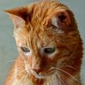 JoviLifer's profile picture. Mogwai's our polydactyl cat (b•Apr10•16).
Scooby's our ginger striped rescue about 11.5 y.o.
ANGEL MrKittyOTRB@19.75yrs(Oct96-July16). 
MOG and MrK met briefly.