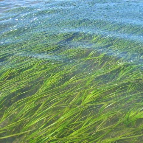 Padilla Bay has over 8000 acres of eelgrass meadows and is one of 29 National Estuarine Research Reserves