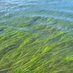 Padilla Bay NERR (@padillaresearch) Twitter profile photo Padilla Bay NERR (@padillaresearch) Twitter profile photo