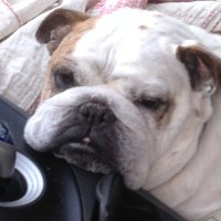 Janet Sorce (@mrsgeronimo) 's Twitter Profile
