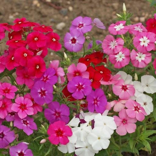 Bulk Herb and Flower Seeds. We add new items all the time. Bookmark the site for new updates.