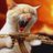 Masintxi's profile image