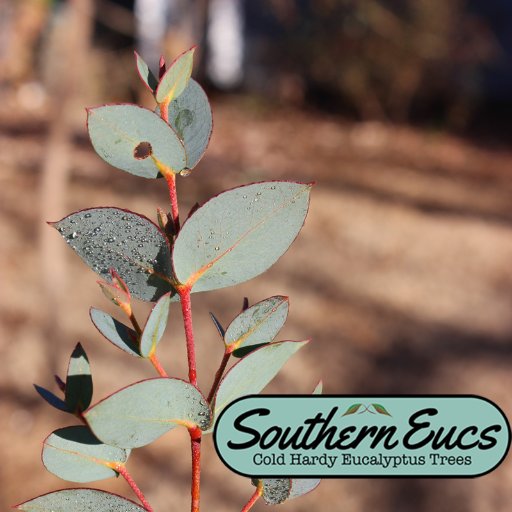 Cold Hardy, Trial Tested, Eucalyptus Trees Grown from Seed in Georgia, USA. Join us on Facebook at https://t.co/3vEfo8A6bZ