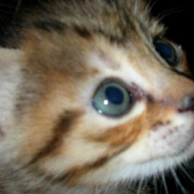 Ogei しないでください じゃなくて 廊下は走らない 廊下を走るな 位の小学生レベルで