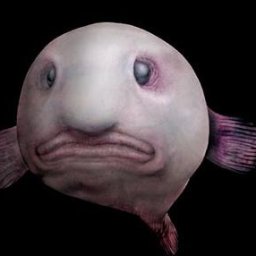 魚顔せんせーbot Sakana Sennsei Twitter 魚顔せんせーbot Sakana Sennsei Twitter