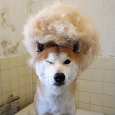 りく 暖房の効いた部屋で 電気毛布に自前の毛皮 贅沢犬 柴犬